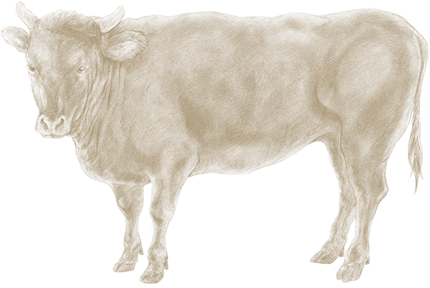 ストールオリジナル牛のデザイン